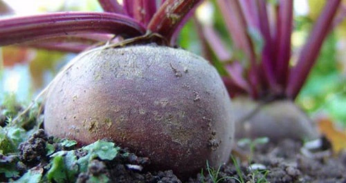 Семена Свекла Подзимняя А 474, 3 г (GL Seeds) - изображение 4