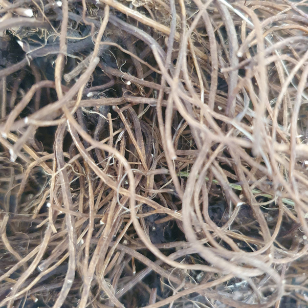 Гравілат річковий коріння сушене 100 г - зображення 1