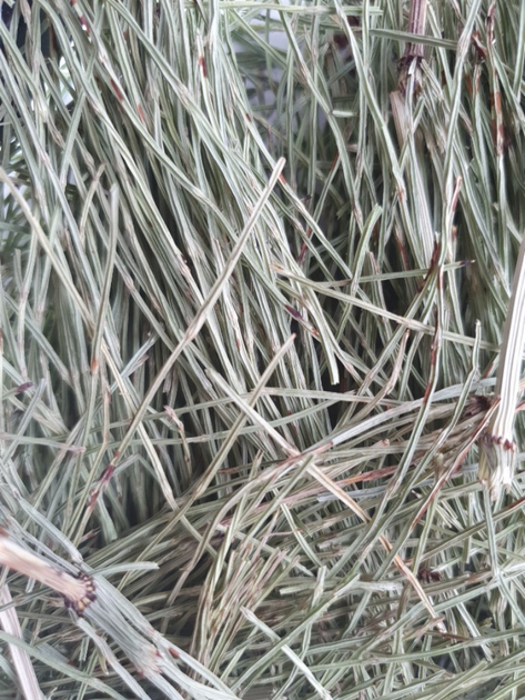 Хвощ польова трава сушена 100 г - зображення 1