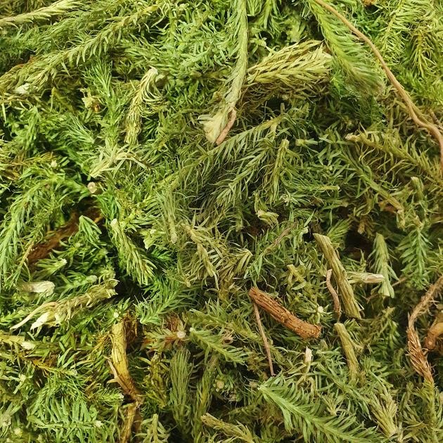 Плаун булавовидный трава сушеная 100 г - изображение 1
