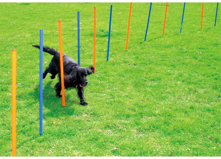 Zestaw do slalomu dla psów Pawise Agility Poles 60 cm Multicolour (8886467514319) - obraz 2