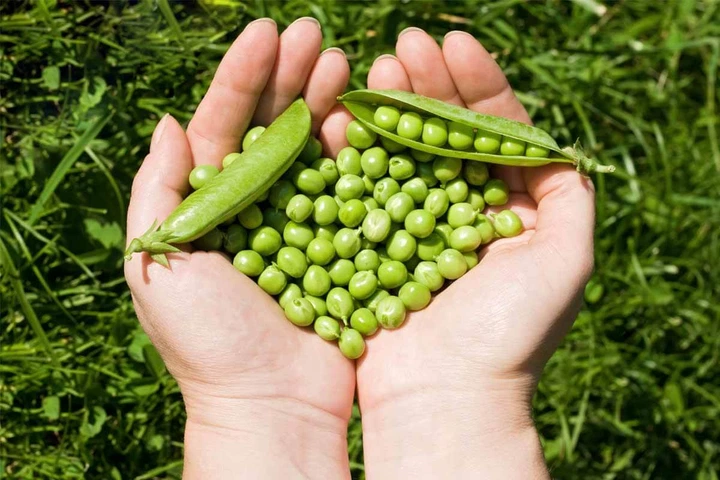 Семена Горох Джокер, 50 г (GL Seeds) - изображение 3