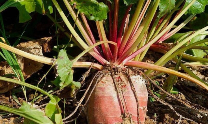 Семена Свекла корм. Киевская розовая, 20 г (GL Seeds) - изображение 2