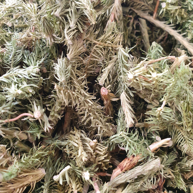 Баранець-плаун трава сушена 100 г - зображення 1