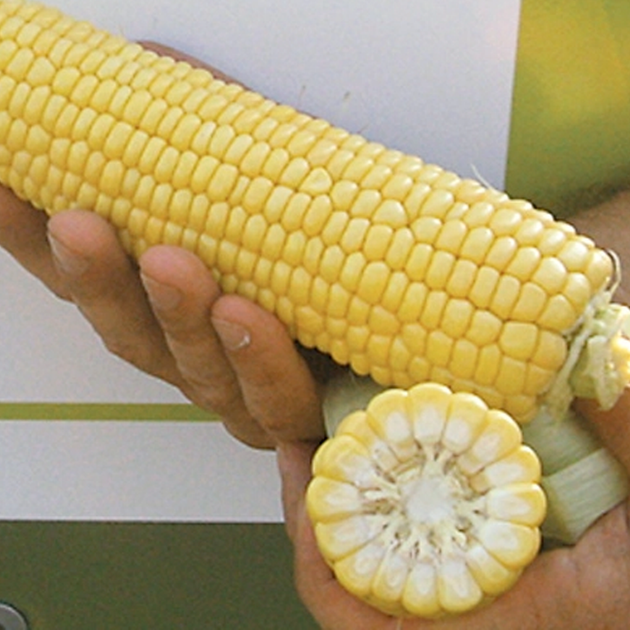 Голландские семена Syngenta Сахарная кукуруза Спирит F1 100 шт - Фото 3 Голландские семена Syngenta Сахарная кукуруза Спирит F1 100 шт - изображение 3
