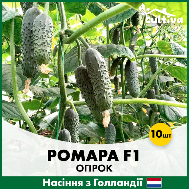 Огурец Rijk Zwaan Ромара F1, 10 шт - Фото 2 Огурец Rijk Zwaan Ромара F1, 10 шт - изображение 2