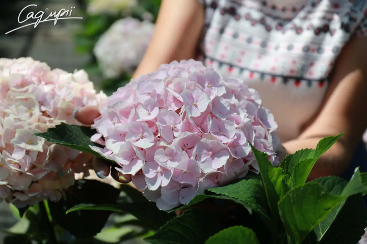 Гортензія крупнолиста 'Hovaria ® Hopaline'. Контейнер 3л - Фото 1 Гортензія крупнолиста 'Hovaria ® Hopaline'. Контейнер 3л - зображення 1