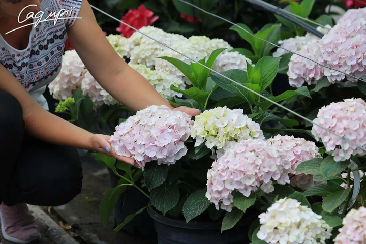 Гортензія крупнолиста 'Hovaria ® Hopaline'. Контейнер 3л - Фото 3 Гортензія крупнолиста 'Hovaria ® Hopaline'. Контейнер 3л - зображення 3