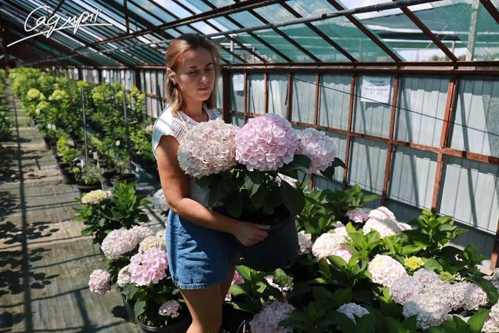 Гортензія крупнолиста 'Hovaria ® Hopaline'. Контейнер 3л - Фото 5 Гортензія крупнолиста 'Hovaria ® Hopaline'. Контейнер 3л - зображення 5