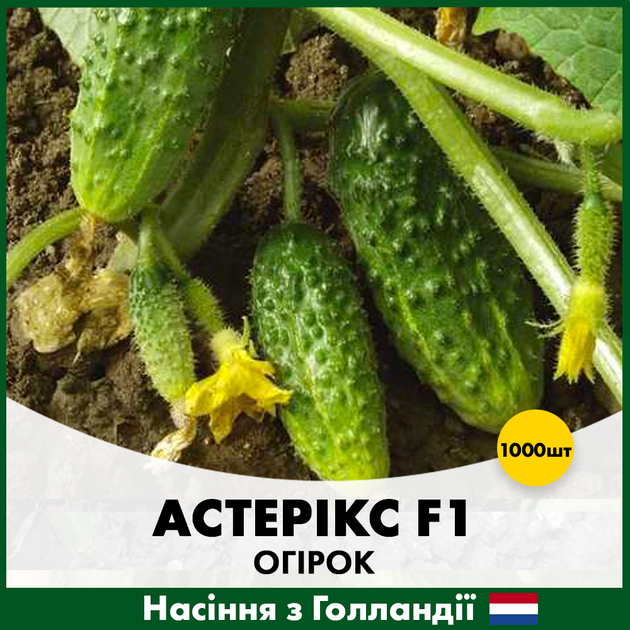 Голландские Семена Bejo Огурец Астерикс F1 1000 шт - Фото 1 Голландские Семена Bejo Огурец Астерикс F1 1000 шт - изображение 1