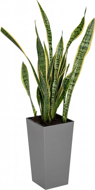 Вазон Plastkon Elise матовый 25 x 25 x 46 см с оросительной системой Каменный (8595096981026) - Фото 4 Вазон Plastkon Elise матовый 25 x 25 x 46 см с оросительной системой Каменный (8595096981026) - изображение 4