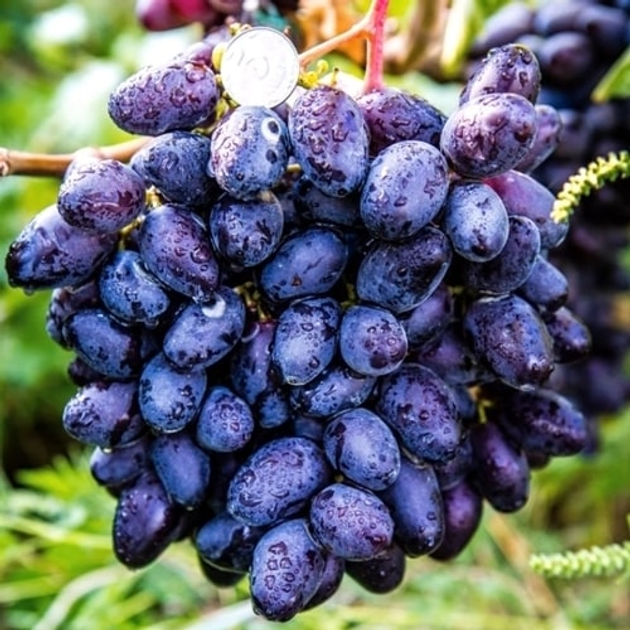 Черенок (лоза) Виноград Рембо (черный, морозоустойчивый) (10042442017 ...