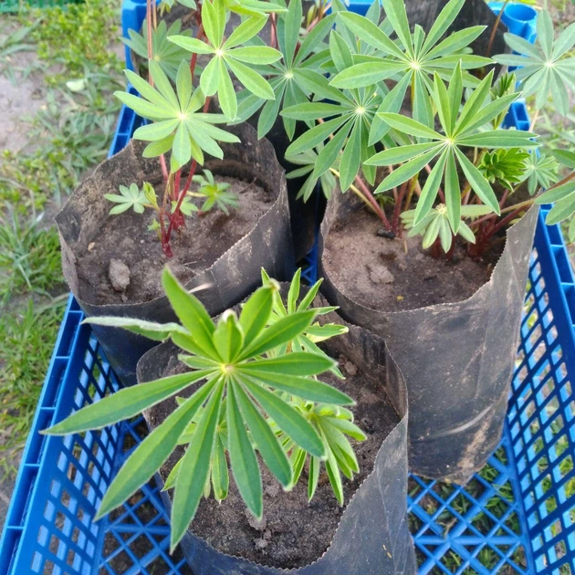 Саджанці Люпин Russel Hybrids blue - Фото 1 Саджанці Люпин Russel Hybrids blue - зображення 1