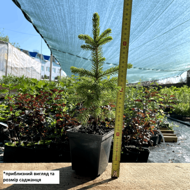 Саженцы Ели колючей голубой Кейбаб (Picea pungens Glauca Kaibab) Р9 - изображение 5