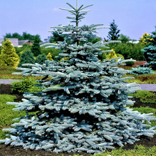 Саженцы Ели колючей голубой Маджестик Блю (Picea pungens Glauca Majestic Blue) Р9 - изображение 3