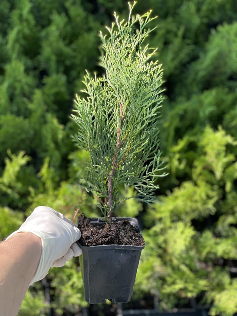 Саженцы Туи западной Смарагд (Thuja occidentalis Smaragd) Р9 - изображение 5