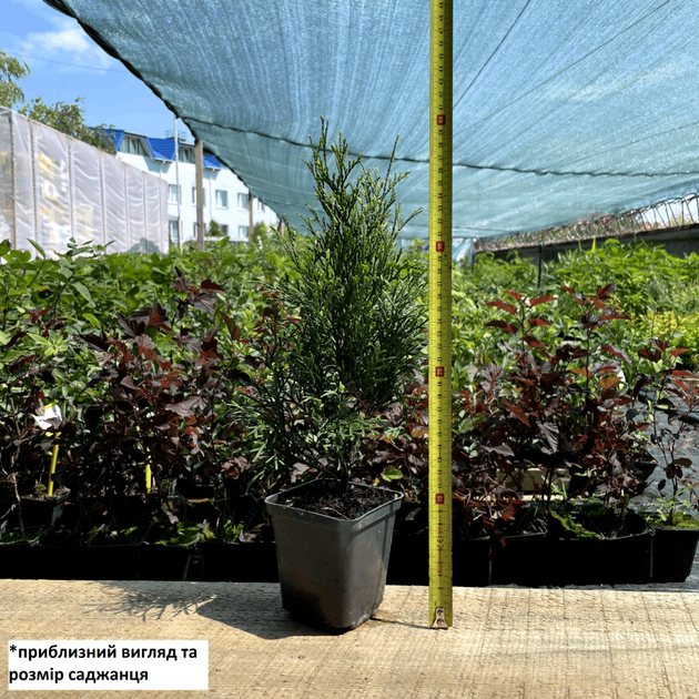 Саженцы Туи западной Смарагд (Thuja occidentalis Smaragd) Р9 - изображение 4