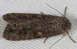 Феромонная ловушка на томатную совку-Spodoptera exigua (ловушка + феромон) - изображение 2