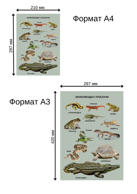 Учебный постер ламинированный А4 Земноводные и пресмыкающиеся - Фото 3 Учебный постер ламинированный А4 Земноводные и пресмыкающиеся - изображение 3