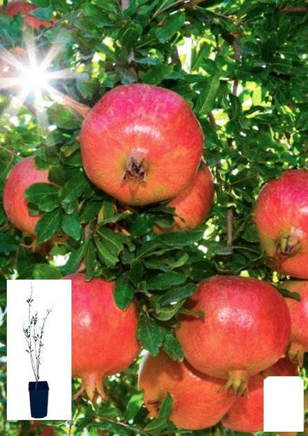 Гранат садовый 2-х летний «Ак-Дона Крымская» (высота саженца 40-60см ...