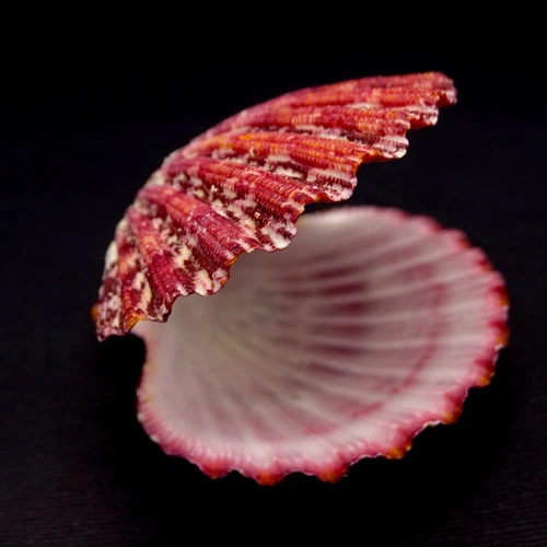 Морские раковины гребешок фалиум GLORIPHALIUM PALLIUM, размер: 5.5-6.5 см - изображение 3
