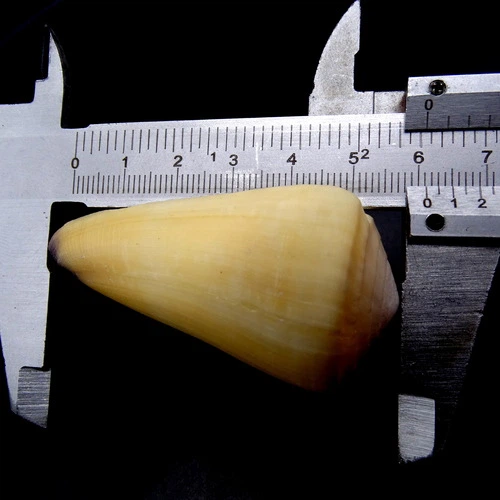 Морські мушлі Конус CONUS VIRGO, розмір: довжина 5-6 см - Фото 3 Морські мушлі Конус CONUS VIRGO, розмір: довжина 5-6 см - зображення 3