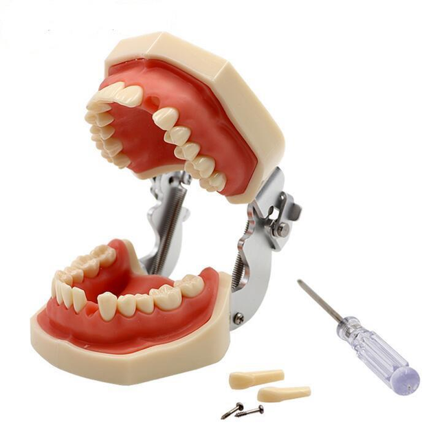 Модель стоматологическая (мягкая ясная) тренировочная для фантома. - изображение 1