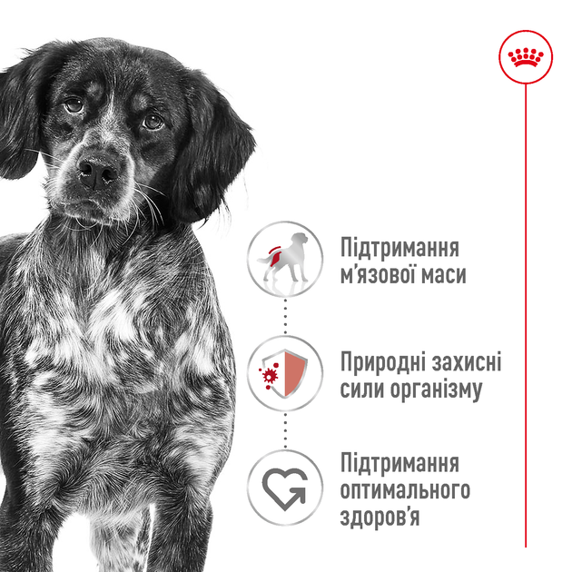 Сухой корм для собак средних пород Royal Canin Medium, 4 кг - изображение 6