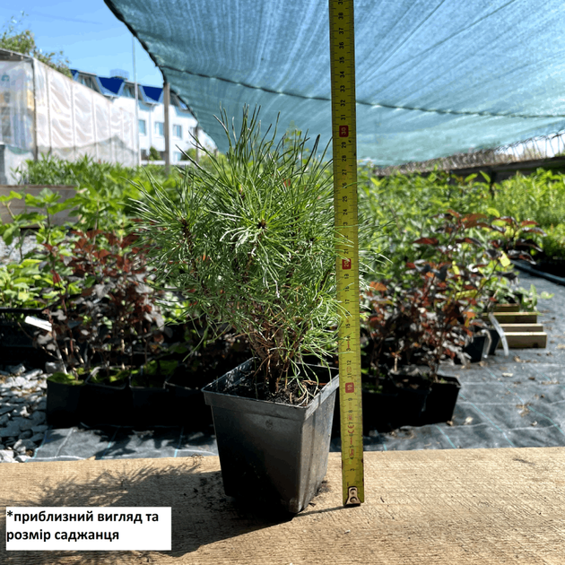 Саженцы Сосны горной карликовой Ротундата (Pinus Mugo - Rotundata) Р9 - изображение 4