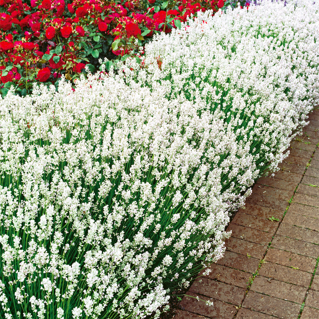 Саджанці Лаванди вузьколистої Біла (Lavandula angustifolia) Р9 - Фото 1 Саджанці Лаванди вузьколистої Біла (Lavandula angustifolia) Р9 - зображення 1