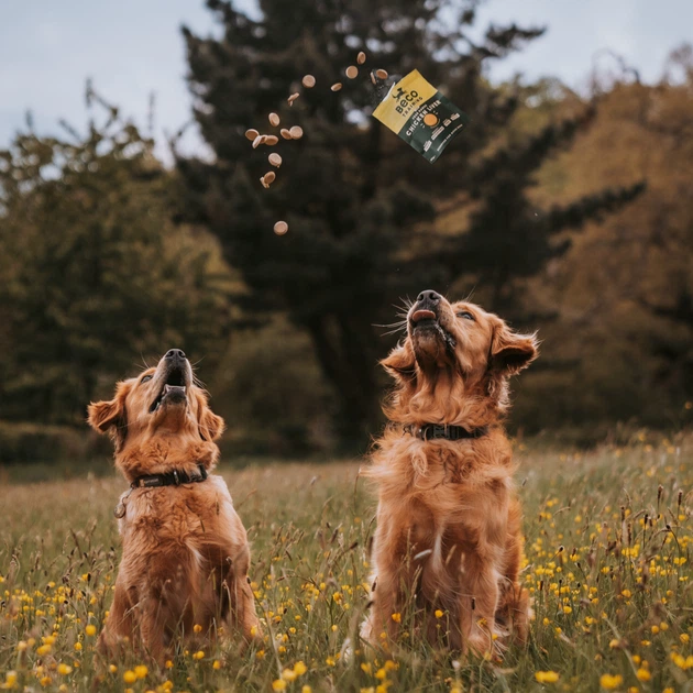 Печиво для собак Beco Pets Арахіс з кокосом і куркумою 70 г (рослинний білок) (BFTR-PEANU) - Фото 4 Печиво для собак Beco Pets Арахіс з кокосом і куркумою 70 г (рослинний білок) (BFTR-PEANU) - зображення 4