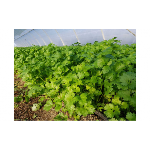 Насіння коріандр Сноуболт, Moravoseed, 2 г. - Фото 1 Насіння коріандр Сноуболт, Moravoseed, 2 г. - зображення 1