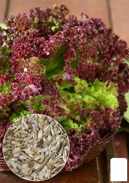 На развес Салат "Лолло-росса" Agro-Market цена за 3г (13382) - Фото 1 На развес Салат "Лолло-росса" Agro-Market цена за 3г (13382) - изображение 1
