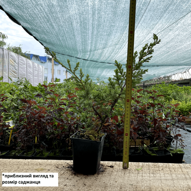 Саженцы Можжевельника китайского Блю Альпс (Juniperus chinensis Blue Alps) Р9 - изображение 9
