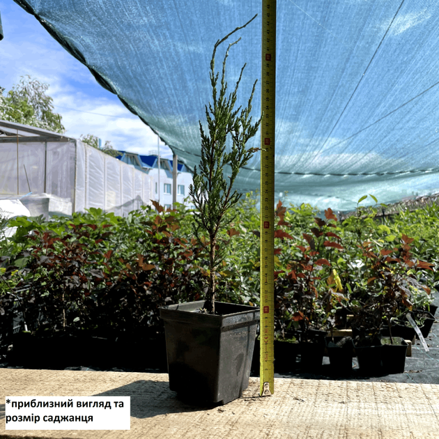Саженцы Можжевельника скального Блю Эрроу-Арроу (Juniperus scopulorum Blue Arrow) Р9 - изображение 10