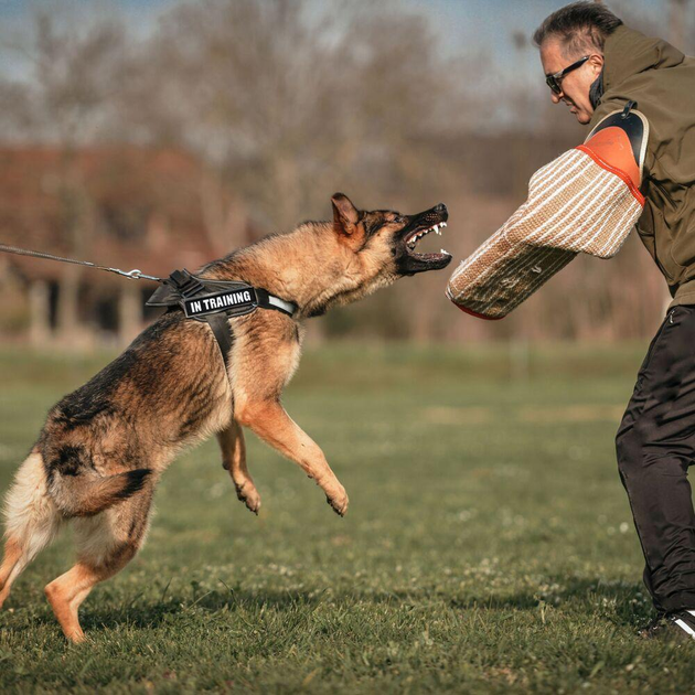 Набор шевронов 4 шт с липучкой In Training для служебных собак, кинологов, кинологическая служба, нашивка - изображение 2