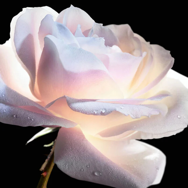 Сироватка для шкіри навколо очей Dior Prestige Le Micro Serum de Rose Yeux Advanced 20 мл (3348901544528) - зображення 4
