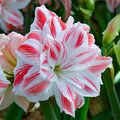 Амариллис Amazing Belle (201298) - Фото 2 Амариллис Amazing Belle (201298) - изображение 2