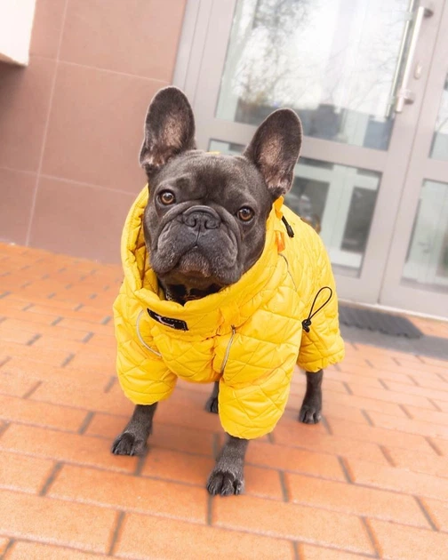 アル ドッグウェアセット Одяг для собак комбінезон з утеплювачем “ALISKA YELLOW