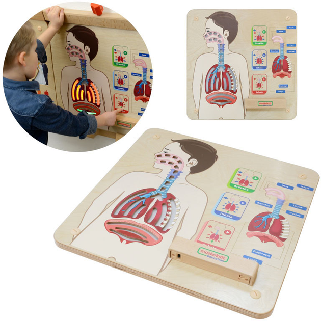 Zestaw do eksperymentów naukowych Masterkidz Montessori System oddechowy (6955920014405) - obraz 7