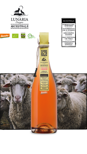 Вино игристое Lunaria Ancestrale Malvasia Orange белое брют-натюр (без добавленных сульфитов) 0.75 л 12.5% (8032692483900) - изображение 2