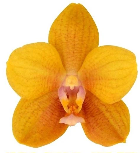 Әлеуметтік желідегі әйелдердің жеке суреттері