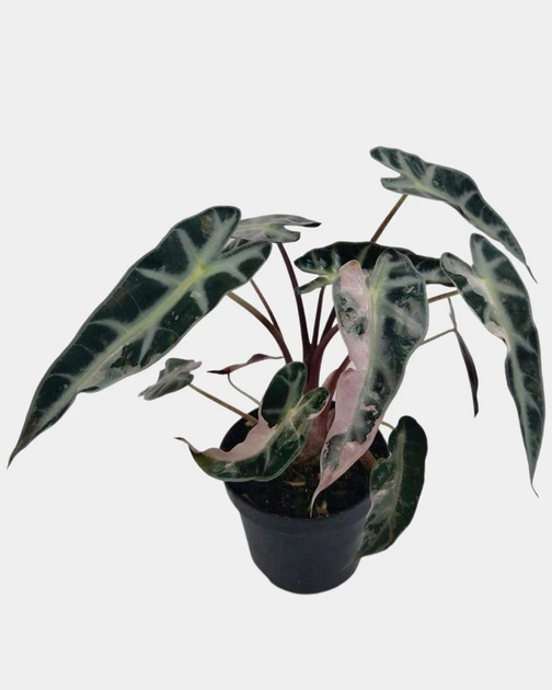Алоказия Alocasia 'Bambino Pink Variegata', горшок ⌀6