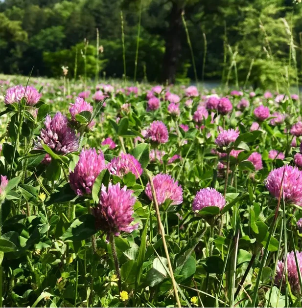 Семена кормовых трав Професійне насіння Клевер комплектованный 500 г ...