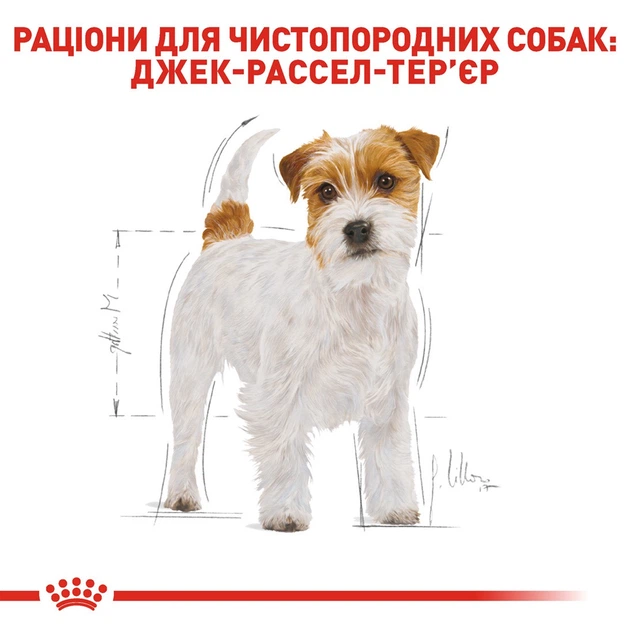 Корм Royal Canin Jack Russell Terrier Adult сухий для собак породи джек рассел 1.5 кг - зображення 3
