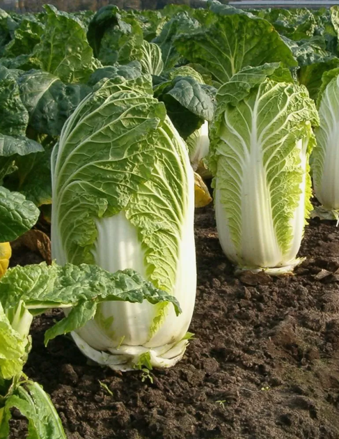 Семена Капуста пекинская Хилтон F1, 0,5 г (GL Seeds) - Фото 2 Семена Капуста пекинская Хилтон F1, 0,5 г (GL Seeds) - изображение 2