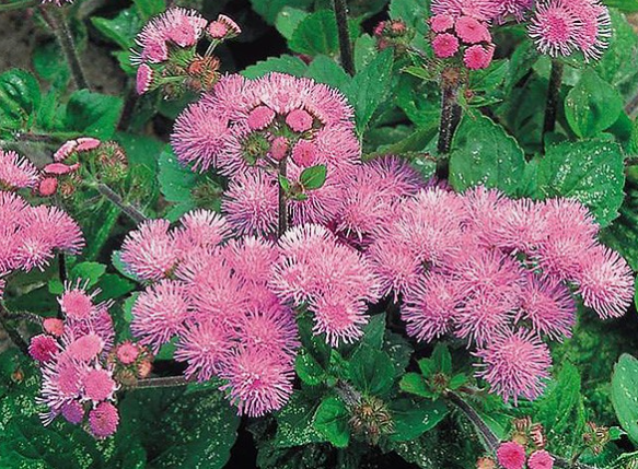 Насіння Агератум Рожева королева, 0,1 г (GL Seeds) - зображення 4