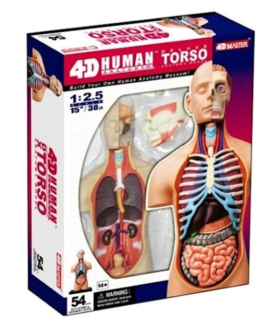 Набір для наукових досліджень Robetoy Анатомія людини Torso Deluxe 38 cm (7300009260621) - зображення 1