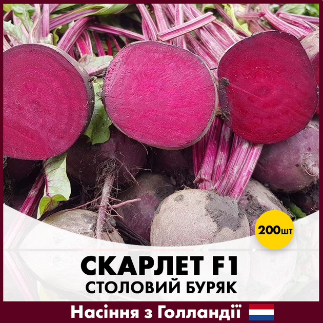 Столовая свекла Hazera Скарлет F1, 200 шт - Фото 1 Столовая свекла Hazera Скарлет F1, 200 шт - изображение 1