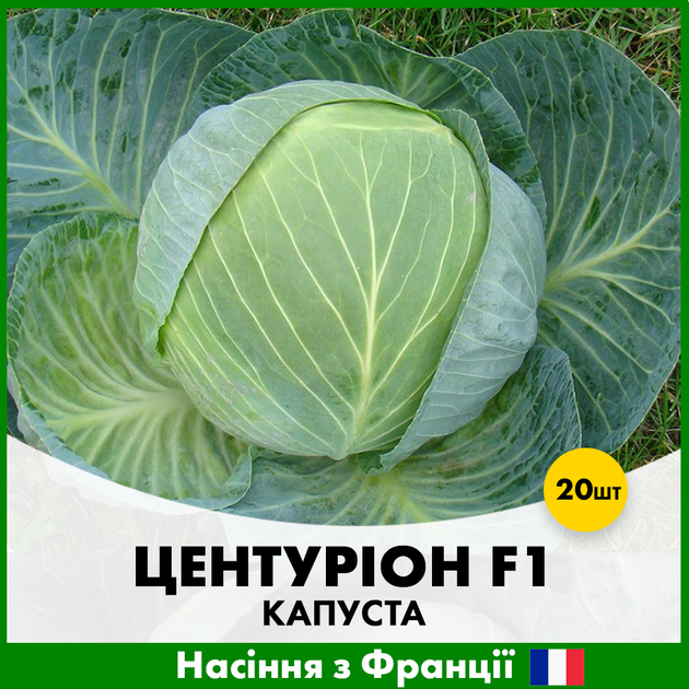 Белоголовая капуста Clause Центурион F1, 20 шт - Фото 1 Белоголовая капуста Clause Центурион F1, 20 шт - изображение 1